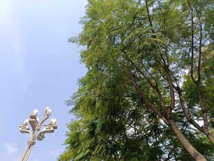 绿树蓝天旁的照明路灯