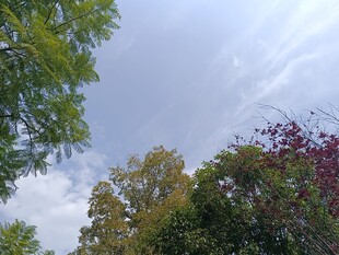 秋日树梢与天空景致