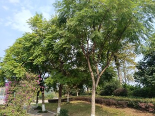 公园中的葱郁绿树