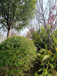 绿意盎然的园林景观