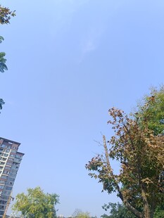 城市中树木与高楼的景致