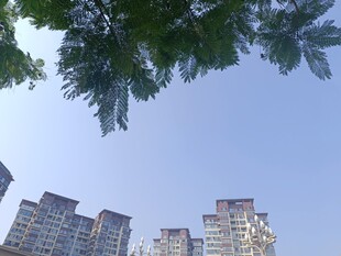 绿树掩映下的城市高楼