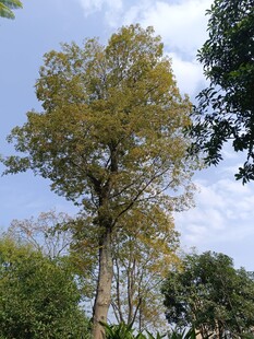 高大挺拔的绿树