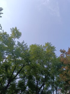 树梢上的蓝天绿意