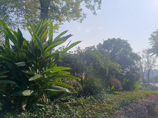 户外绿植繁茂的自然景象