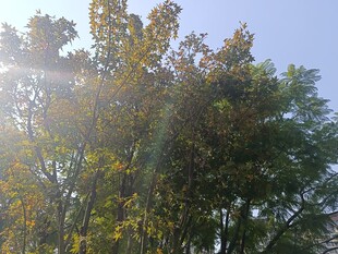 阳光照耀下的葱郁树木