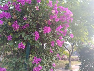 盛开的紫色三角梅美景