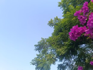 蓝天繁花绿树美景