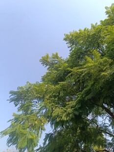 蓝天映衬下的葱郁绿树