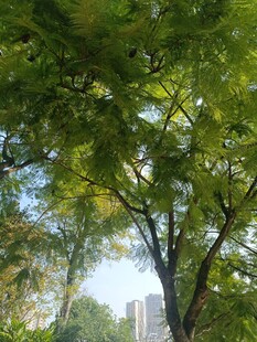 仰视绿树间的城市天际