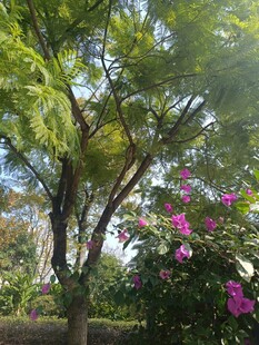 绿树繁花的自然景致