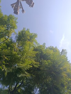 绿树蓝天间的风车