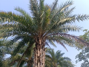 高大挺拔的棕榈树