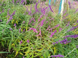 紫色花卉植物景观