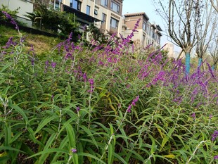 紫色野花与绿植相映成趣