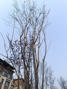 冬日枯树与建筑景观