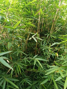 茂密竹林绿意盎然