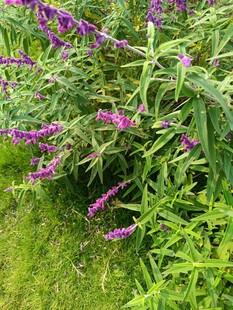 紫色花丛中的繁茂植物