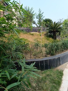 花园景观中的绿植与步道