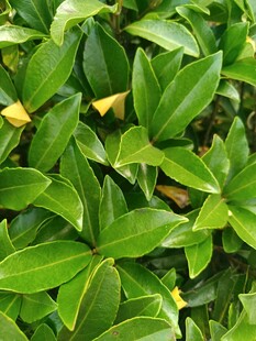 翠绿繁茂的叶片特写