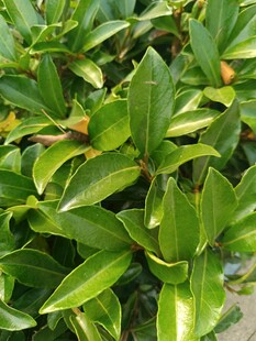 翠绿叶片的植物特写