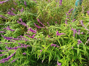 紫色小花点缀绿色植物