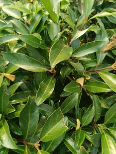 翠绿叶片植物特写