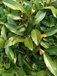 翠绿繁茂的叶片景观