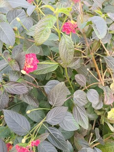 绿叶间的娇艳粉色小花