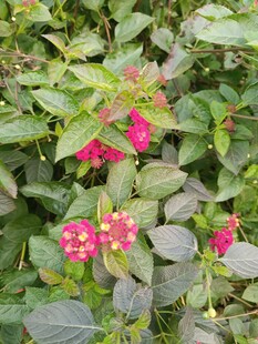 绿叶丛中绽放的娇艳花朵