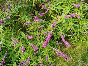 紫色穗状花草特写