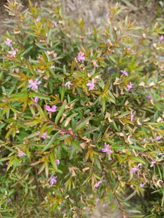 绿叶间的粉色小花