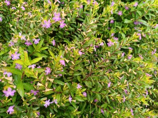 繁茂花丛中的娇艳紫色小花