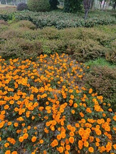 橙色花海绽放于绿地间