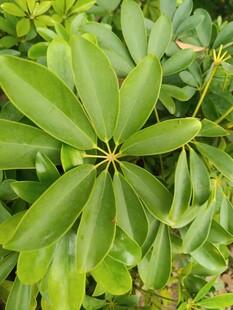 翠绿繁茂的掌状叶片植物