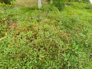 绿意盎然的草地植物景观