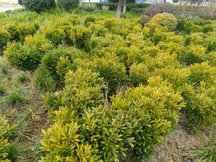 金黄植物种植园景观