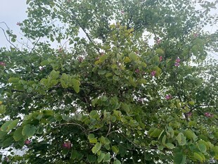 绿叶繁茂的树木