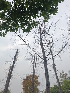 冬日光秃树木与枝叶