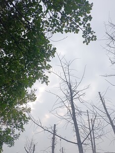 林间枯树与葱郁绿树对比