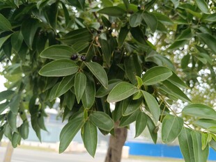 绿叶繁茂的树木