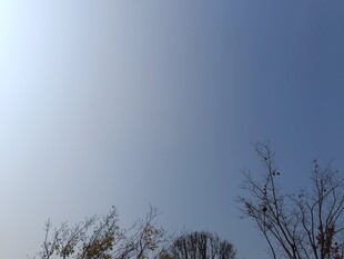 晴朗天空下的稀疏树木