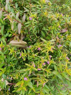 绿叶丛中的精致小雕塑