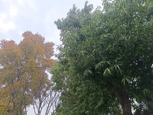 秋日多彩树木景观