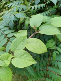 翠绿叶片的生机植物