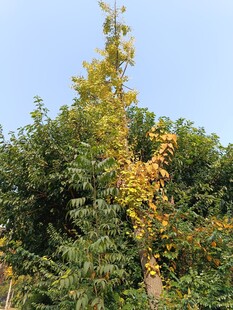 秋日树林中的金黄树木