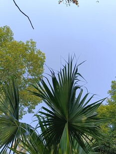 蓝天绿树间的棕榈枝叶