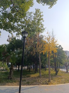 秋日公园林荫景致