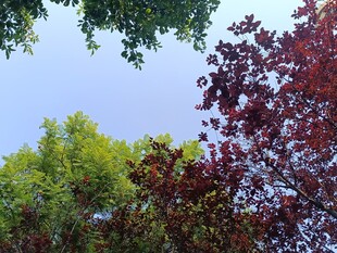 多彩树木映衬蓝天