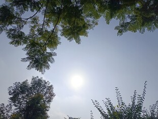 透过枝叶看明亮日光